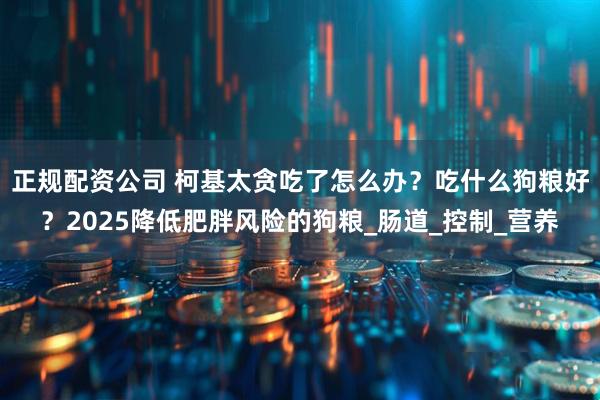 正规配资公司 柯基太贪吃了怎么办？吃什么狗粮好？2025降低肥胖风险的狗粮_肠道_控制_营养